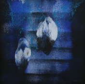 Quallen 3